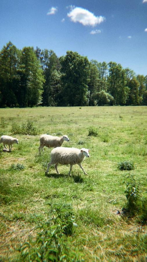 Domki Nad Pilica Krzetow エクステリア 写真